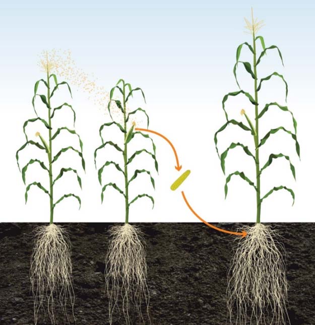 Cross pollination of two corn inbreds to produce a hybrid with agronomic characteristics and yield superior to those of either of the parent lines.