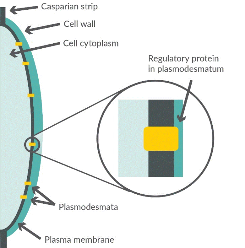 Illustration - The Casparian strip, plasma membrane, plasmodesmata, and regulatory proteins form a system to regulate water and nutrient uptake.