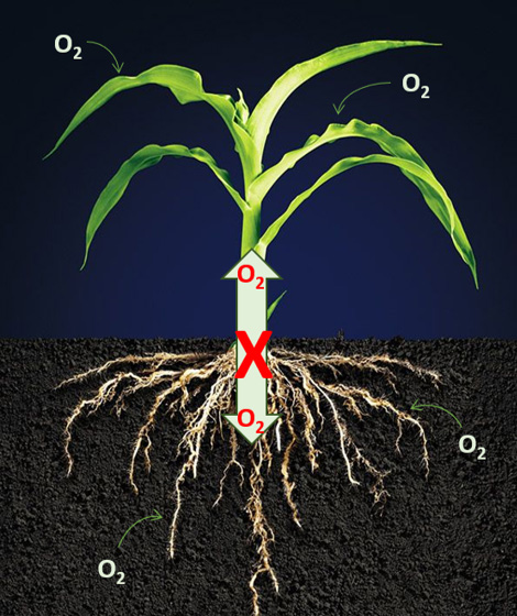 Sources of oxygen for corn plants