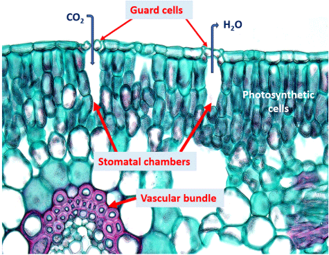 Stomatal guard cells - regulate exchange of materials between the atmosphere and corn plants