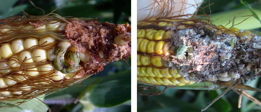 Photos - Side by side - corn ear tips damaged from insect feedingI