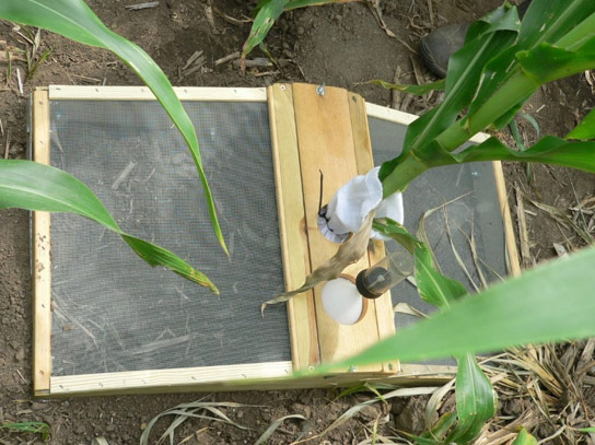 Emergence cage used to capture corn rootworm adults emerging from the soil