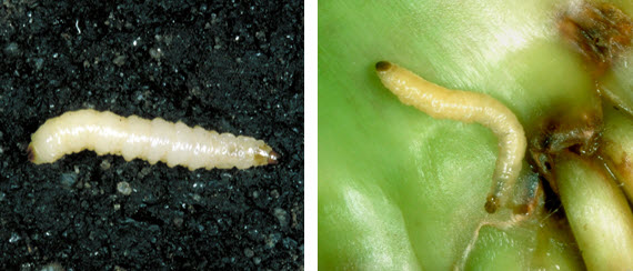 Photo -Corn rootworm larvae.