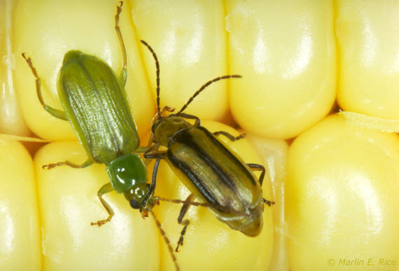 Photo - Northern (left) and western (right) corn rootworm beetles.