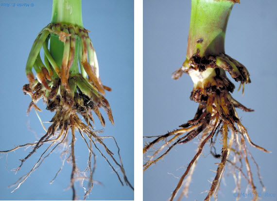 Photo - Severe corn rootworm feeding damage.