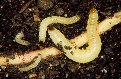Closeup - rootworm larvae in soil