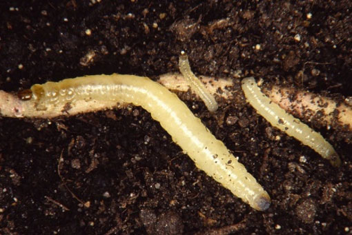 Photo - Corn rootworm larvae feeding on a corn root.