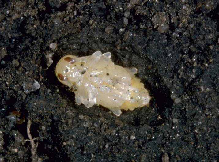 Photo - corn rootworm larva - oval chamber in soil,