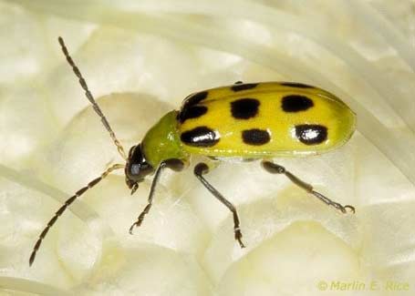 Photo - Southern Corn Rootworm