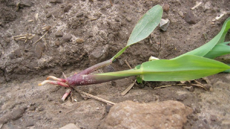 Photo - Corn seedling - rootless corn syndrome caused by shallow planting followed by dry soil conditions.