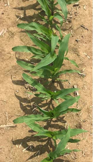 Corn plants from seeds planted tip down with the germ oriented across the row showing the impact of germ direction of leaf orientation during early vegetative growth.