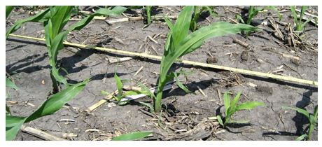Photo - uneven corn plant emergence