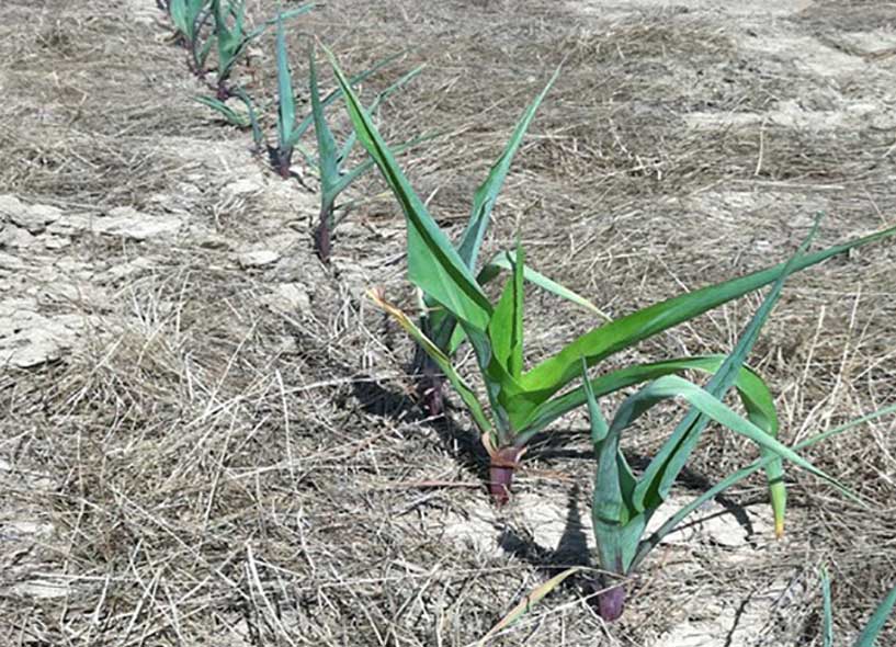 Photo - corn plants at the V3-V4 showing severe stress during the drought of 2012.