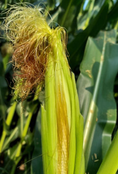 Corn ear showing silks growing along the axis of the ear.