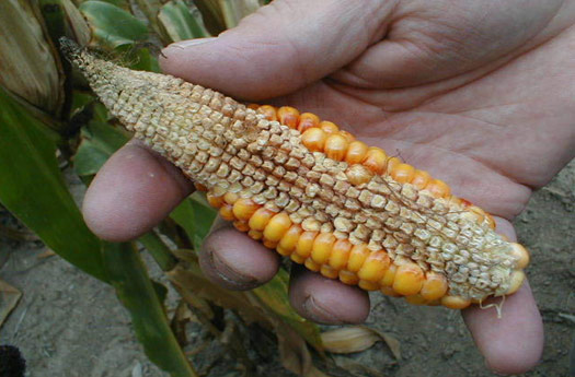 Corn ear showing aborted kernels down one side of the ear in a zipper ear pattern.