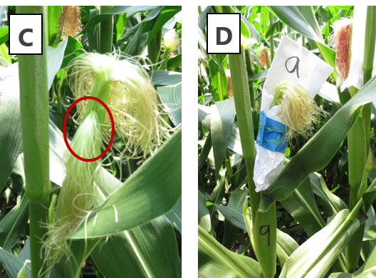 Illustration of the procedure to delay pollination of selected silks.
