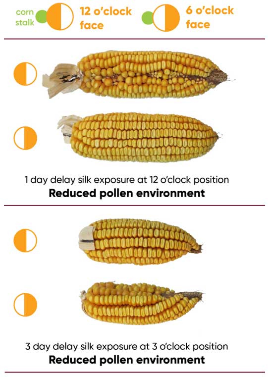 Representative ears showing kernel set with responses similar to those of zipper ears at maturity when pollination is delayed on selected silks.