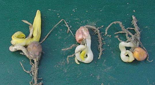 Photo - Corn seedlings showing symptoms of cold injury.