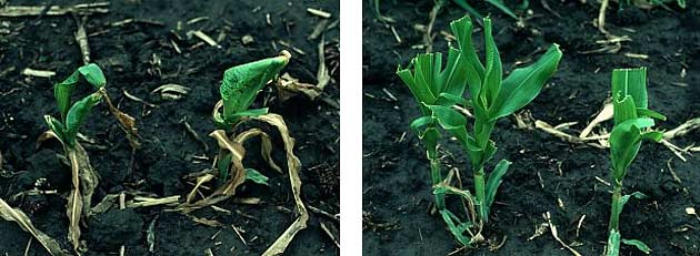 Photo - Side-by-side - Frost-damaged corn plants two weeks after frost event, not clipped and clipped.