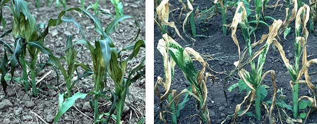 Photo - Corn plants showing darkened leaves within 24 hours of frost injury.