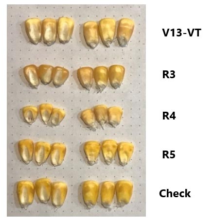 Photo - Comparison - Shade treatment effects on corn kernel size.