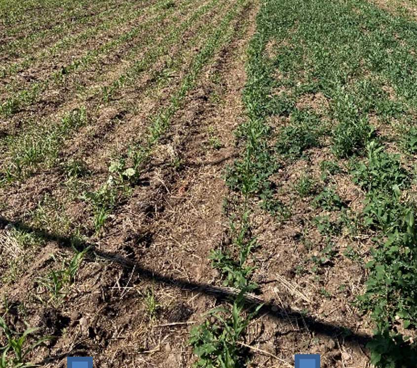 Photo - Post emergent sprayer miss. Sprayer miss on right hand side of picture.