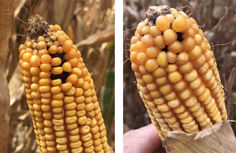 Cob shrink causing corn kernels to fall out.