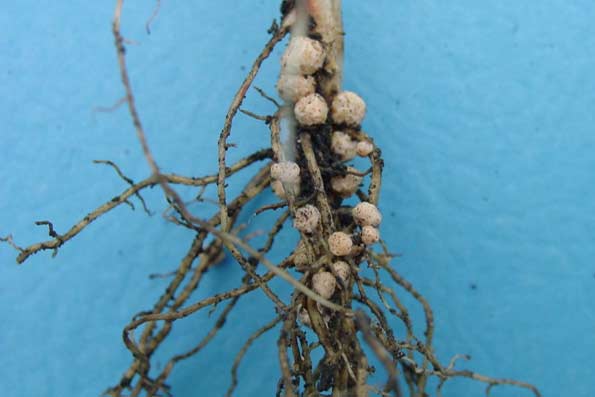 Photo - Healthy nodules on soybean root.