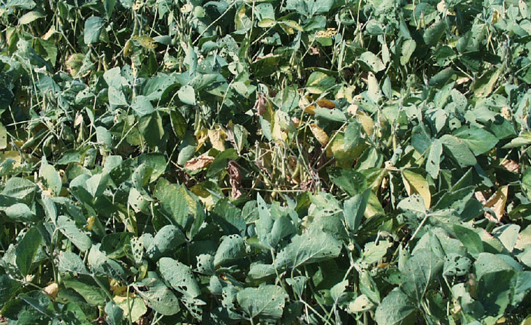 Photo - Soybean plants showing early symptoms of charcoal rot