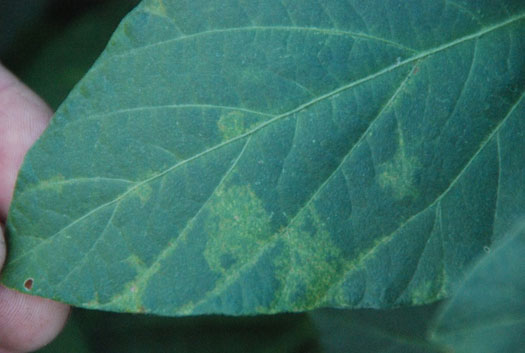 Soybean leaf - early symptoms of soybean vein necrosis virus are light green to yellow patches near main leaf veins, where thrips feed.