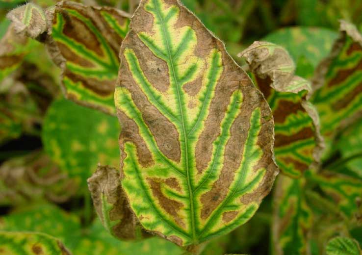 Photo - Soybean leaf showing symptoms of sudden death syndrome infection.