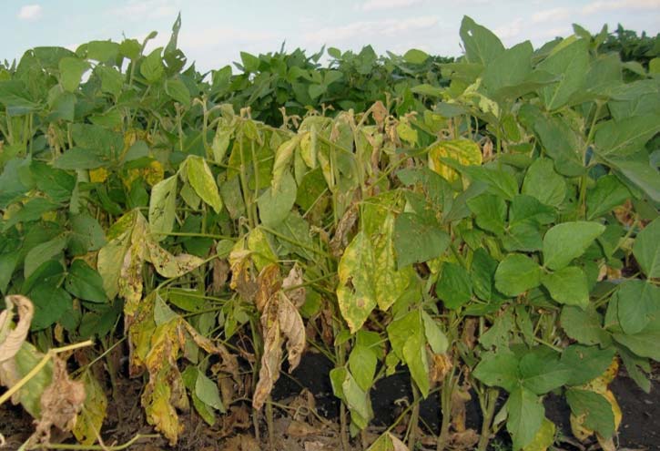 Soybean plants wilting due to Phytophthora root and stem rot.