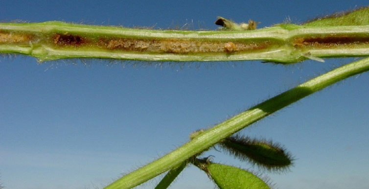 Photo - Split soybean stem showing BSR infection.