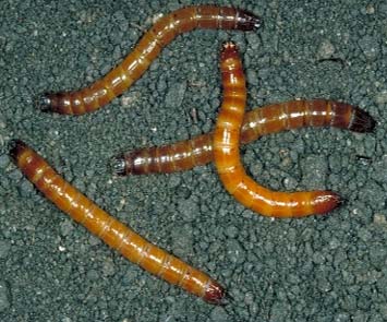 Wireworms - often found in well manured fields or fields with sod in the rotation.