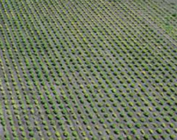 Photo - Aerial view of a Corteva Agriscience soybean iron deficiency chlorosis field screening nursery.