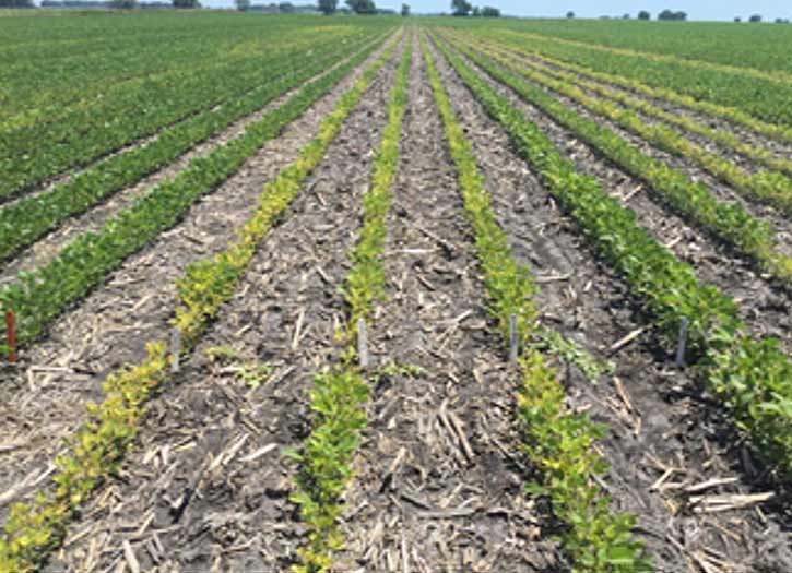Photo - Corteva Agriscience single-row observation plots showing varietal differences in tolerance to iron deficiency chlorosis.