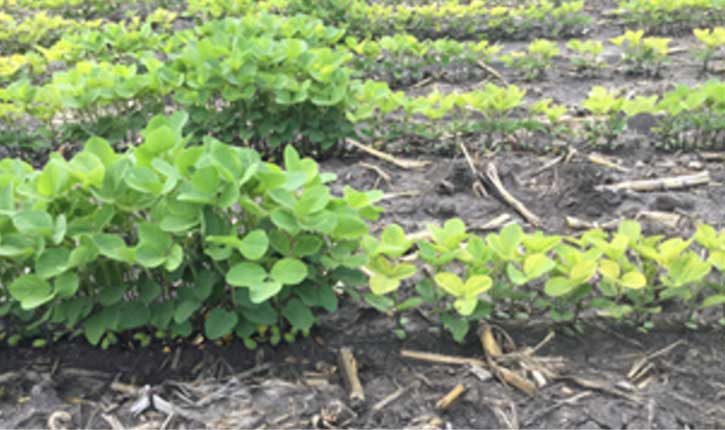 Photo - Soybeans showing differences in IDC symptoms at different plant densities.