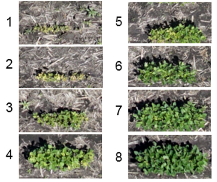 Photos - UAS imagery showing differences in IDC tolerance among soybean varieties in a Corteva Agriscience field screening nursery.