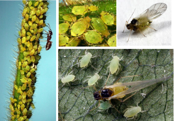 Photos - Soybean aphid nymphs and adults.