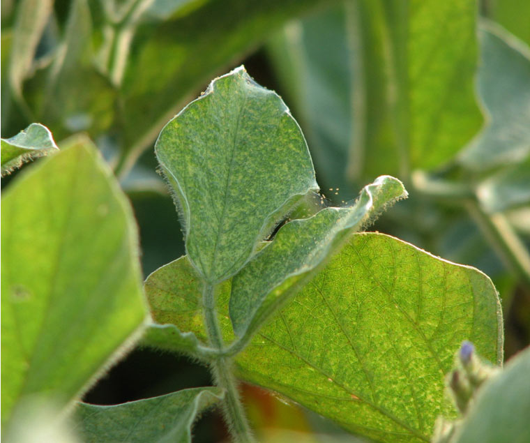 Photo - Closeup - Soybean leaves showing feeding damage from spider mites.