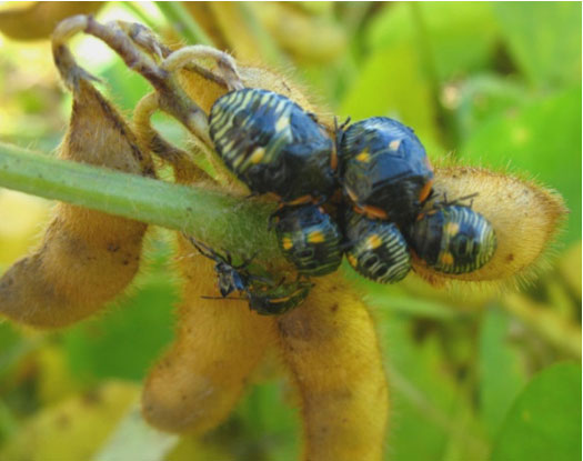 Photo - Stink bug nymphs feeding on seed through pod wall.