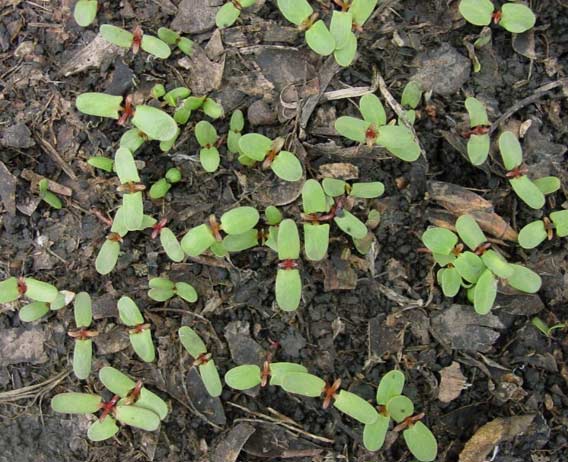 soybean seedlings - overhead view