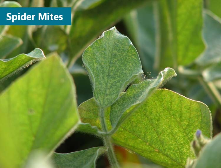 Curling and stippling of soybean leaves caused by spider mites.