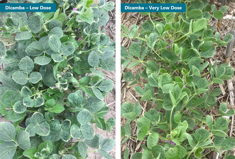 Side-by-side comparison photos of soybean plants exposed to low and very low levels of dicamba.