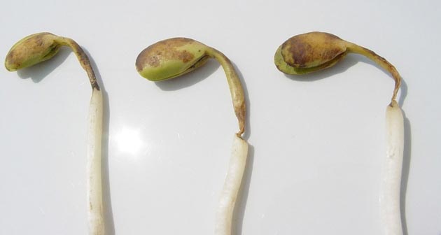 Photo - Soybean seedlings with damping-off symptoms.