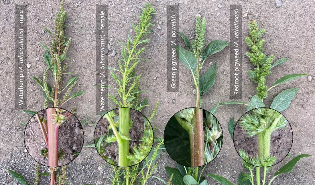 Amaranthus species from the same field showing the dioecious nature and differentiation of waterhemp in comparison to green and redroot pigweed