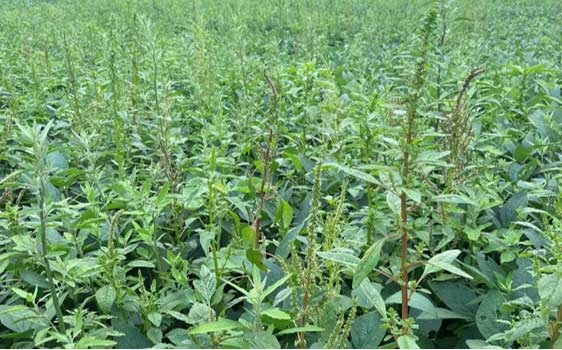 High waterhemp density in soybeans