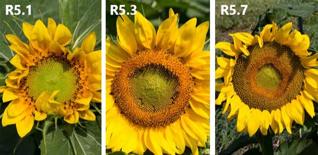 Photo - Sunflower heads in flowering (R5) stages.