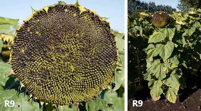 Photo - Sunflower head and plant at physiological maturity.