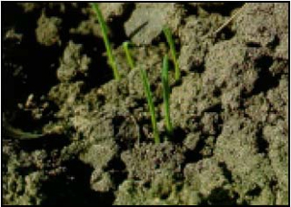 Photo - wheat seedling emergence - Feekes 1.0 stage.